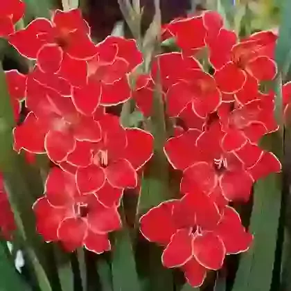 Atom